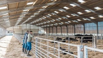 Steel Structure Cow Shed 7 jpg
