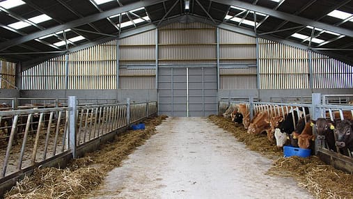 Cobertizo para vacas con estructura de acero 3