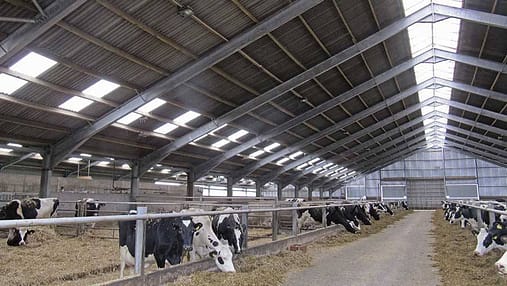 Steel Structure Cow Shed 6