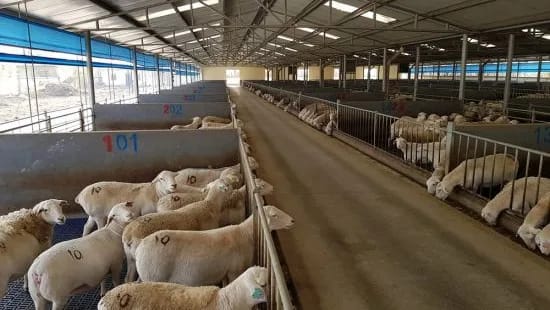 Steel Structure Sheep Shed 4 jpg