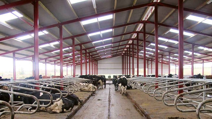 Capannone per mucche con struttura in acciaio 5
