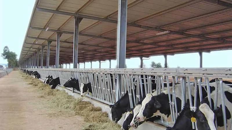 Steel-Structure-Cow-Shed-2