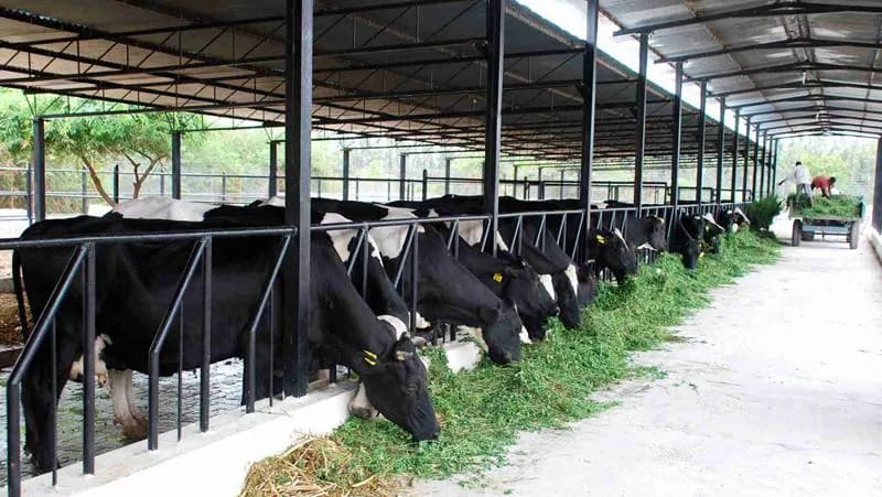 Capannone per mucche con struttura in acciaio 1 jpg