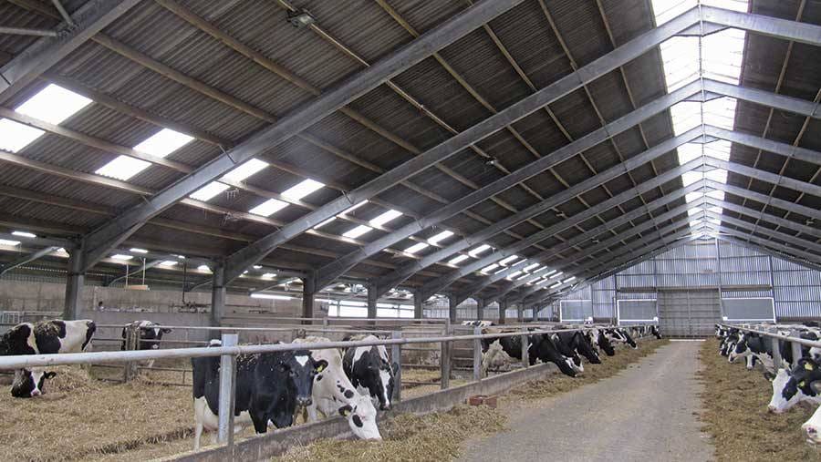 Cobertizo para vacas con estructura de acero 6