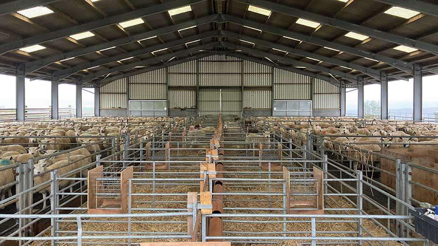Steel Structure Sheep Shed 1